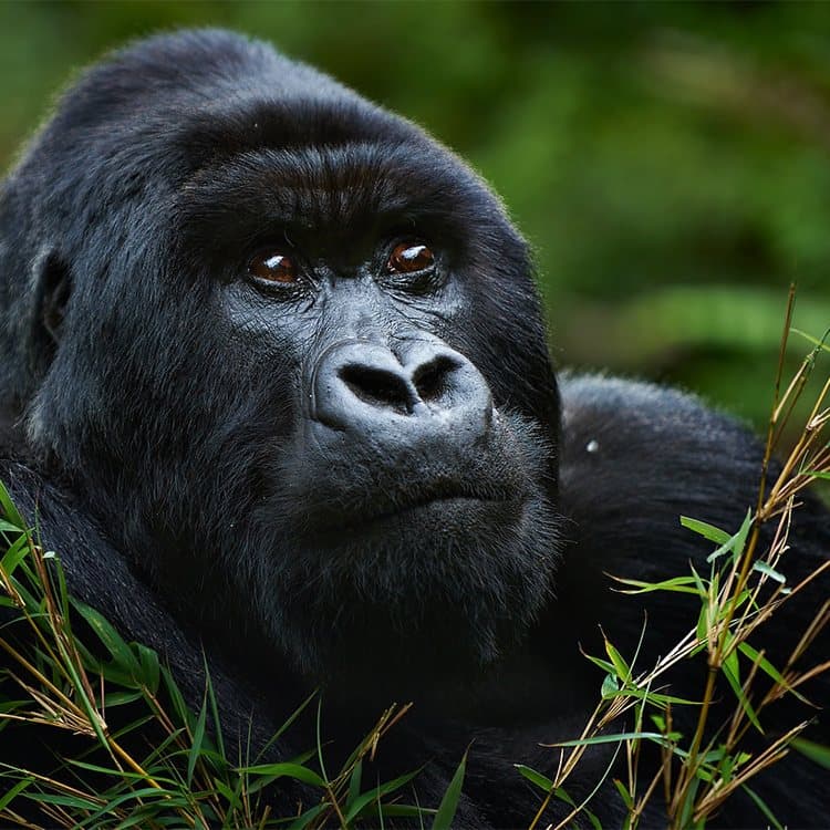 A mountain gorilla sitting in dense forest vegetation