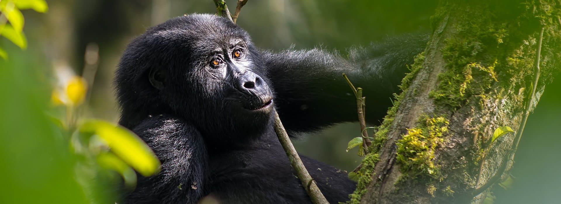 A young gorilla framed by the green vegetation of a Ugandan forest