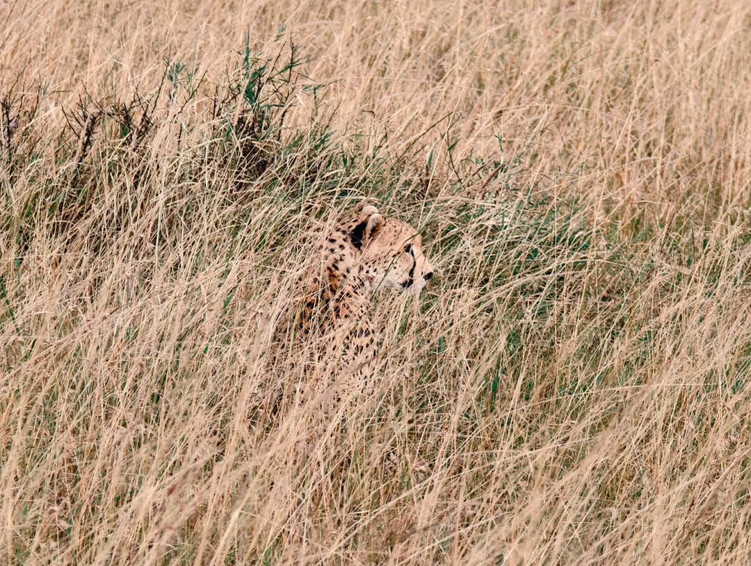 A lion resting in tall grass
