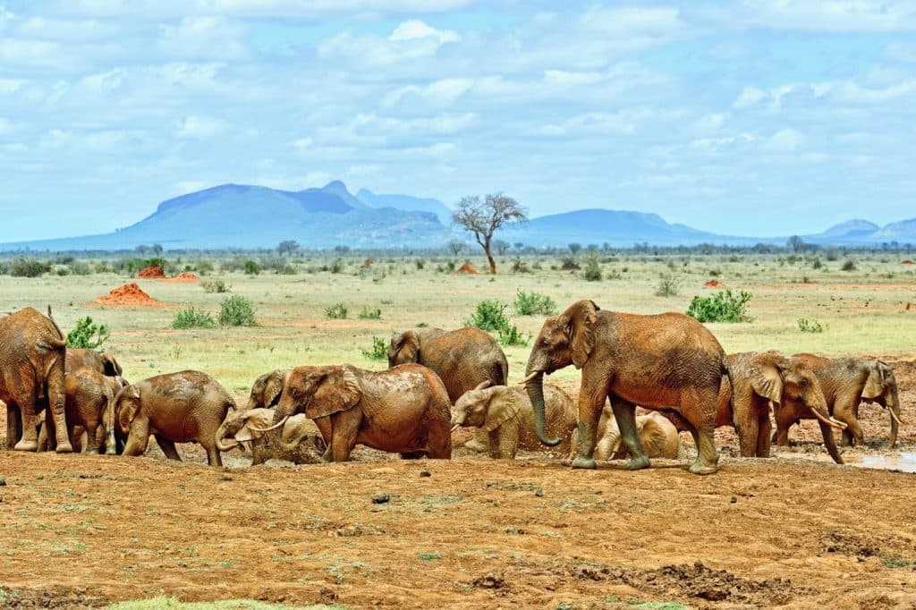 Elephants gathered at a waterhole