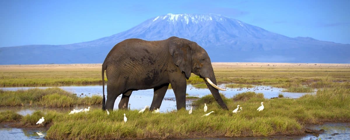 An elephant herd crossing open plains beneath the snow-capped peak of Mount Kilimanjaro