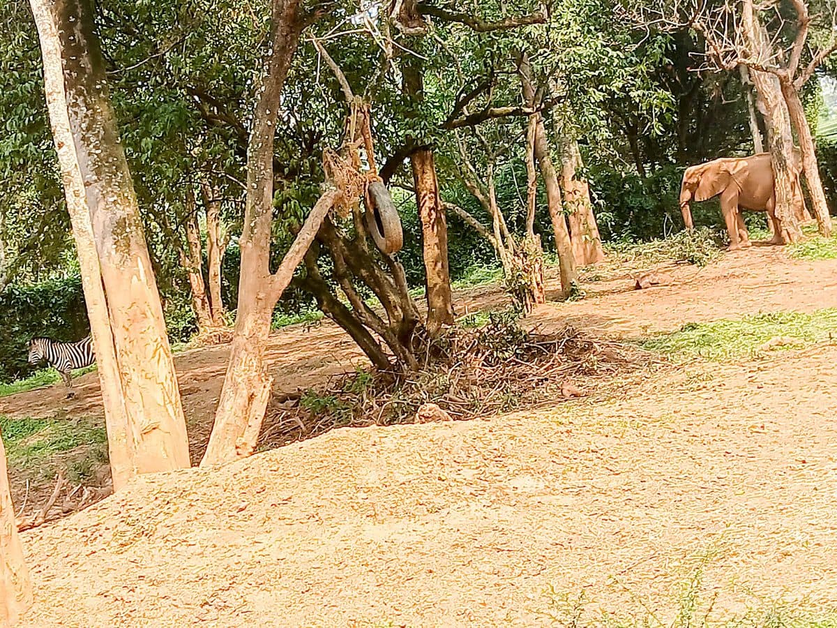 Open green savannah in Uganda's western rift, grazed by antelope