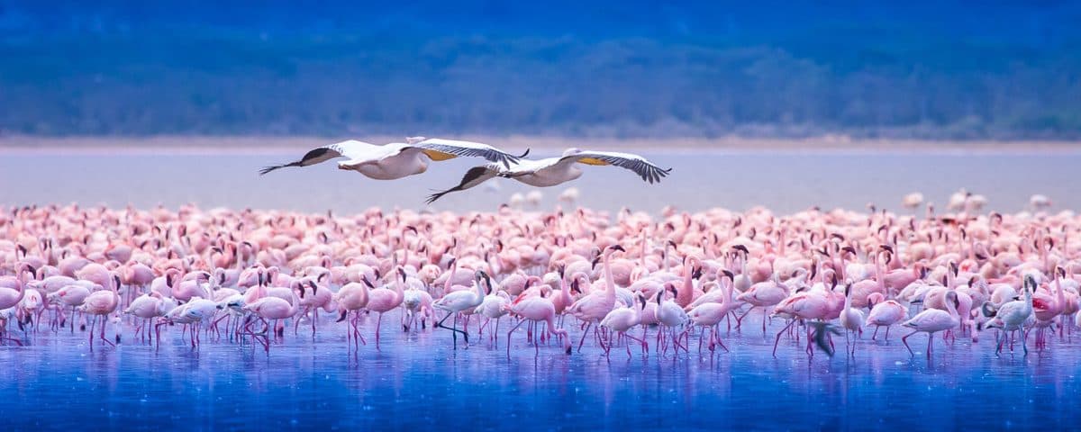 Waterbirds gathered along a shoreline