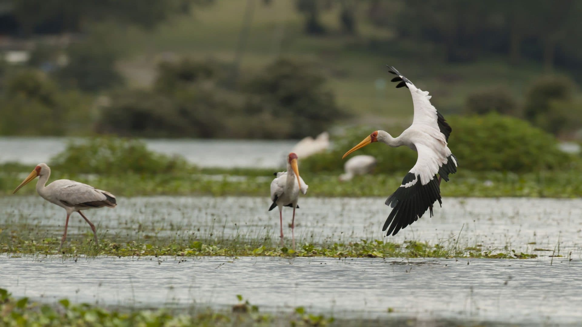 Waterbirds gathered along a shoreline