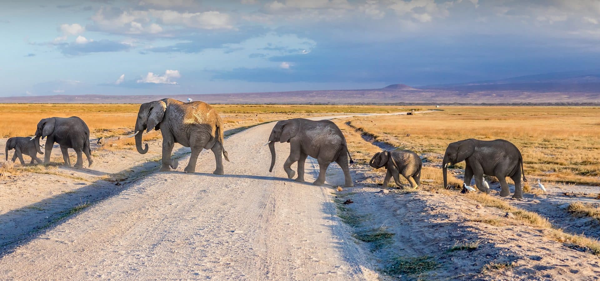 An elephant herd crossing open plains beneath the snow-capped peak of Mount Kilimanjaro