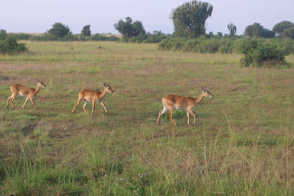 Open green savannah in Uganda's western rift, grazed by antelope