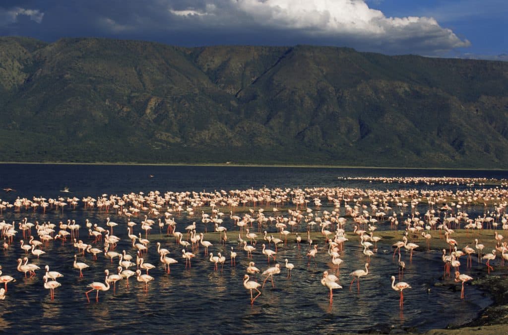 Flamingos wading in the shallows of a soda lake