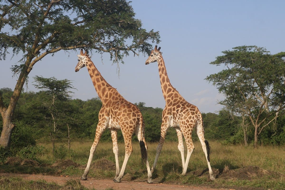 Zebra and plains game in the acacia woodland of Lake Mburo National Park