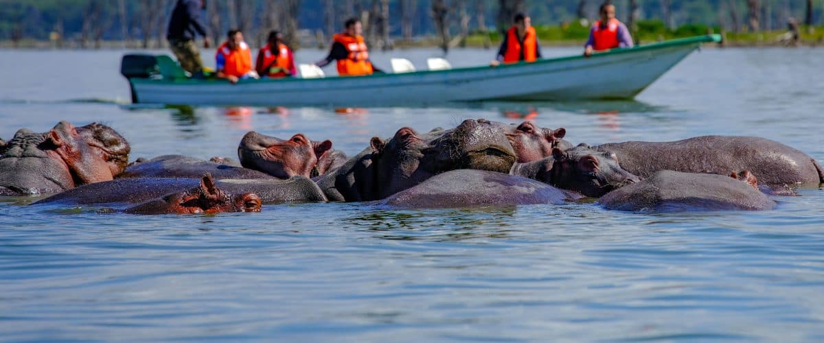 A small boat on Lake Naivasha among hippos and waterbirds