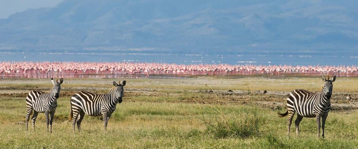 The shoreline of Lake Nakuru with waterbirds gathered on the shallows