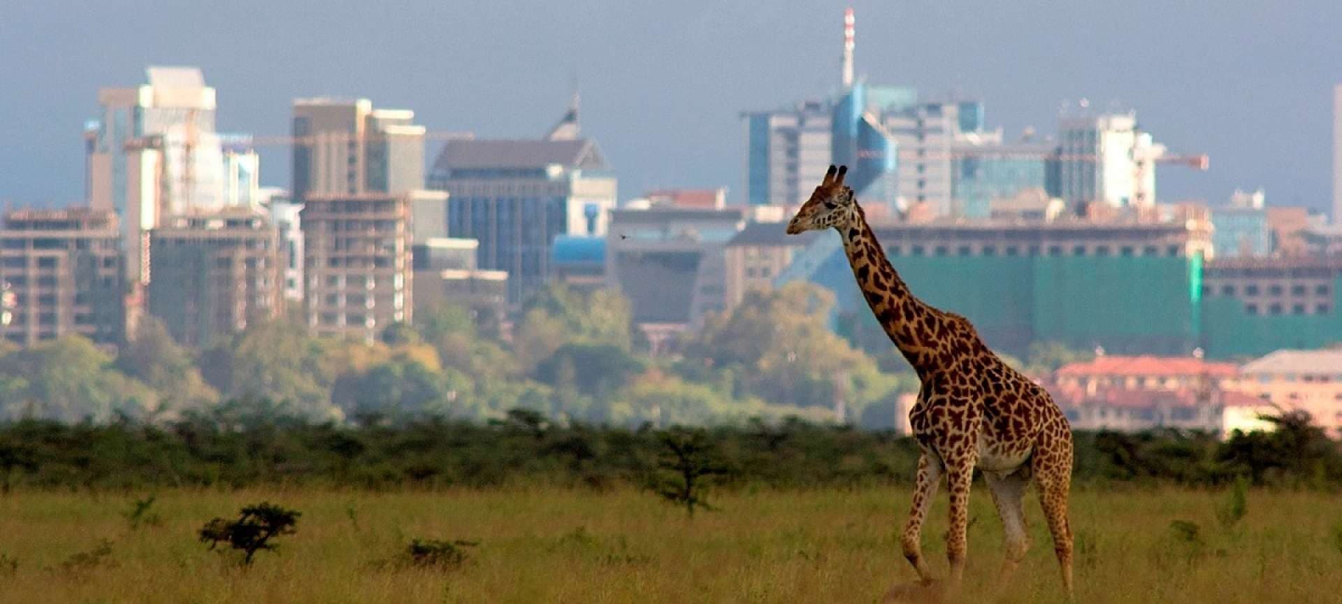 Plains game grazing in Nairobi National Park with the city skyline behind