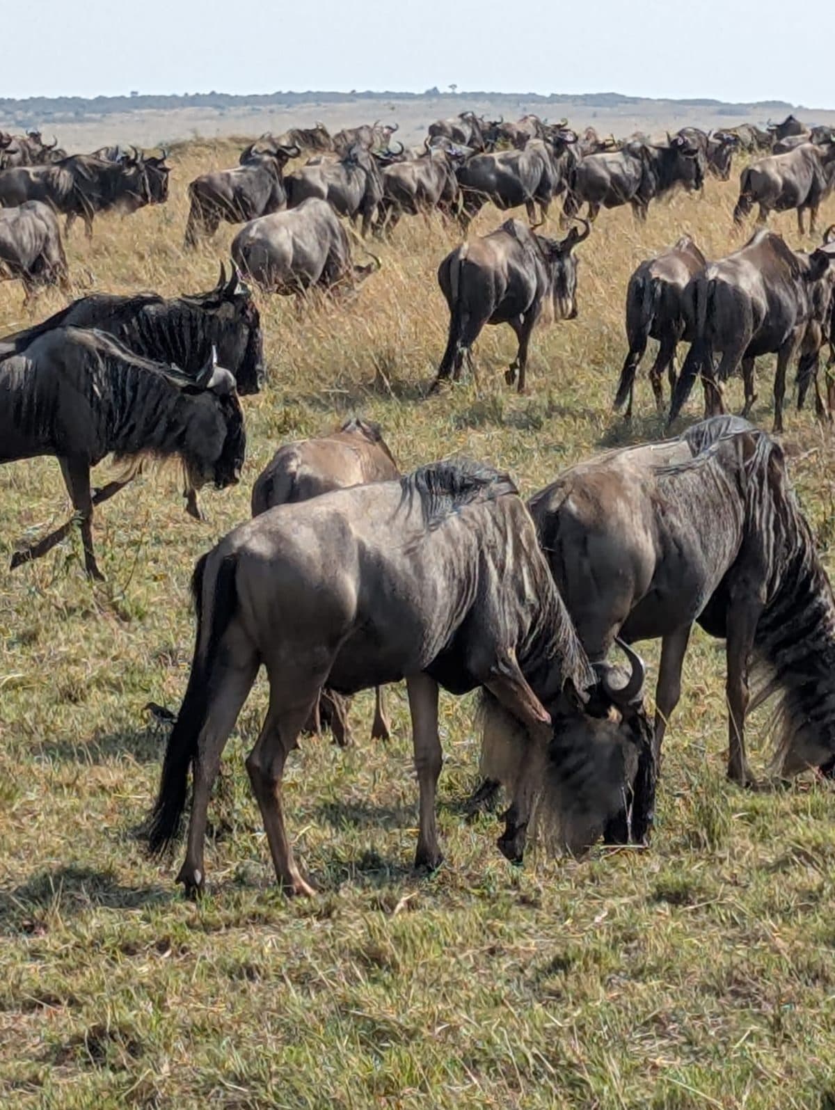 Vast herds of wildebeest and zebra spread across open grassland