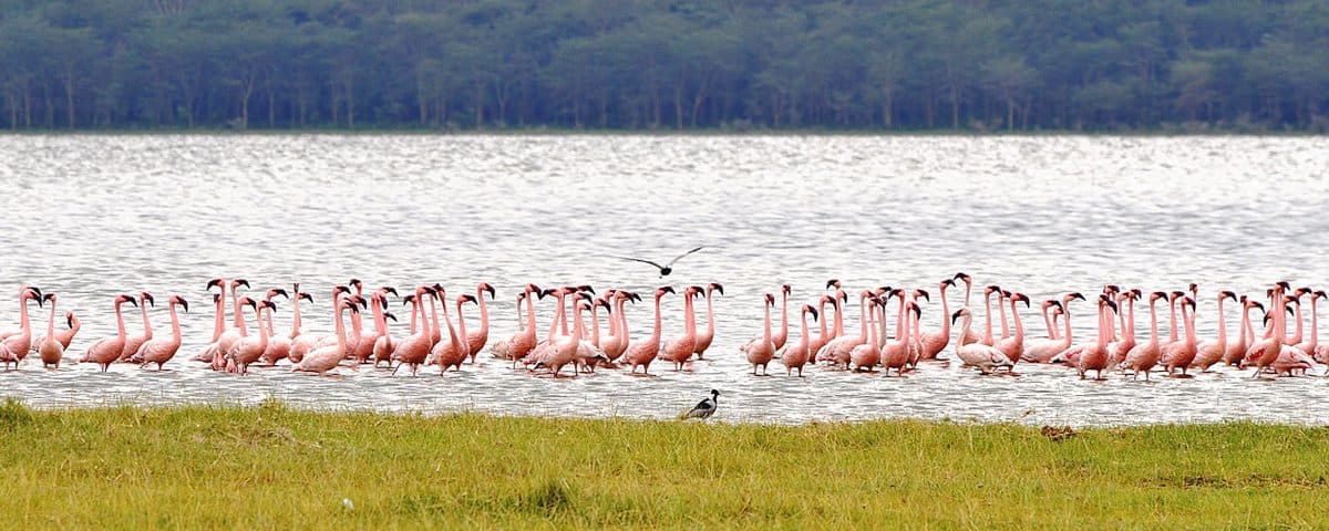 Flamingos wading in the shallows of a soda lake