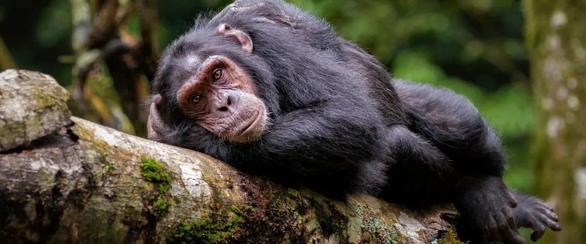 A rescued chimpanzee at the Sweetwaters Chimpanzee Sanctuary in Ol Pejeta