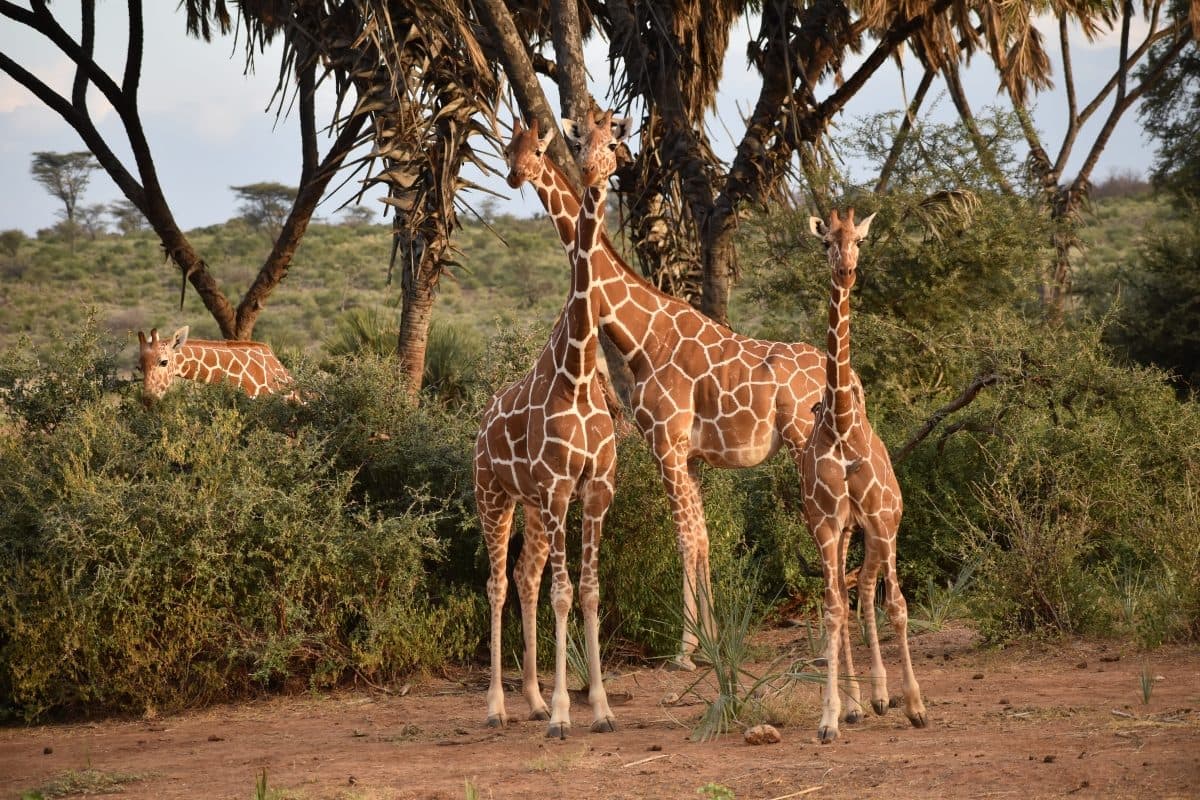 Reticulated giraffes, with their sharply defined chestnut markings, in the dry country of Samburu