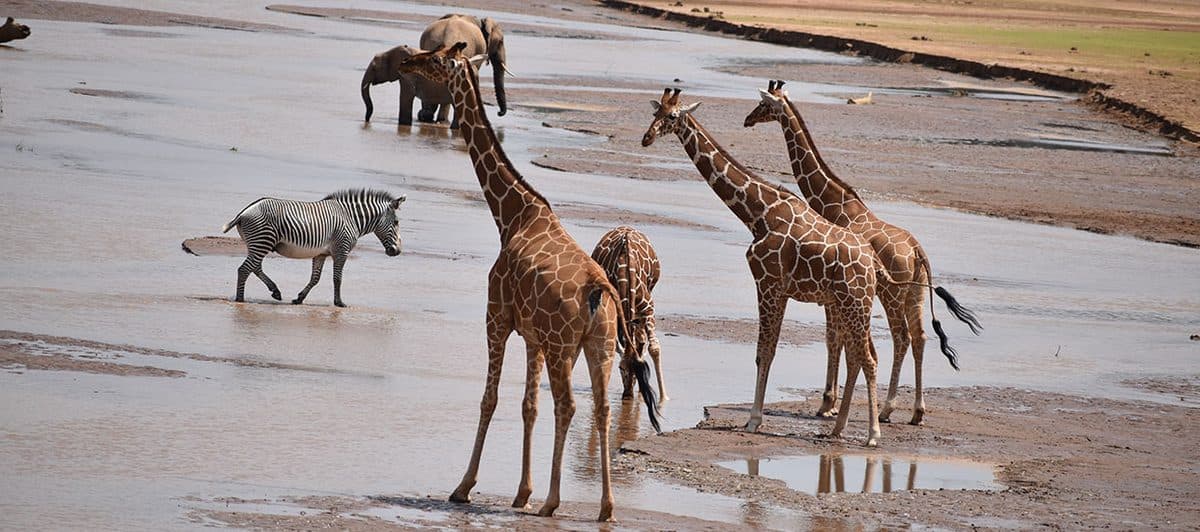 Reticulated giraffes, with their sharply defined chestnut markings, in the dry country of Samburu