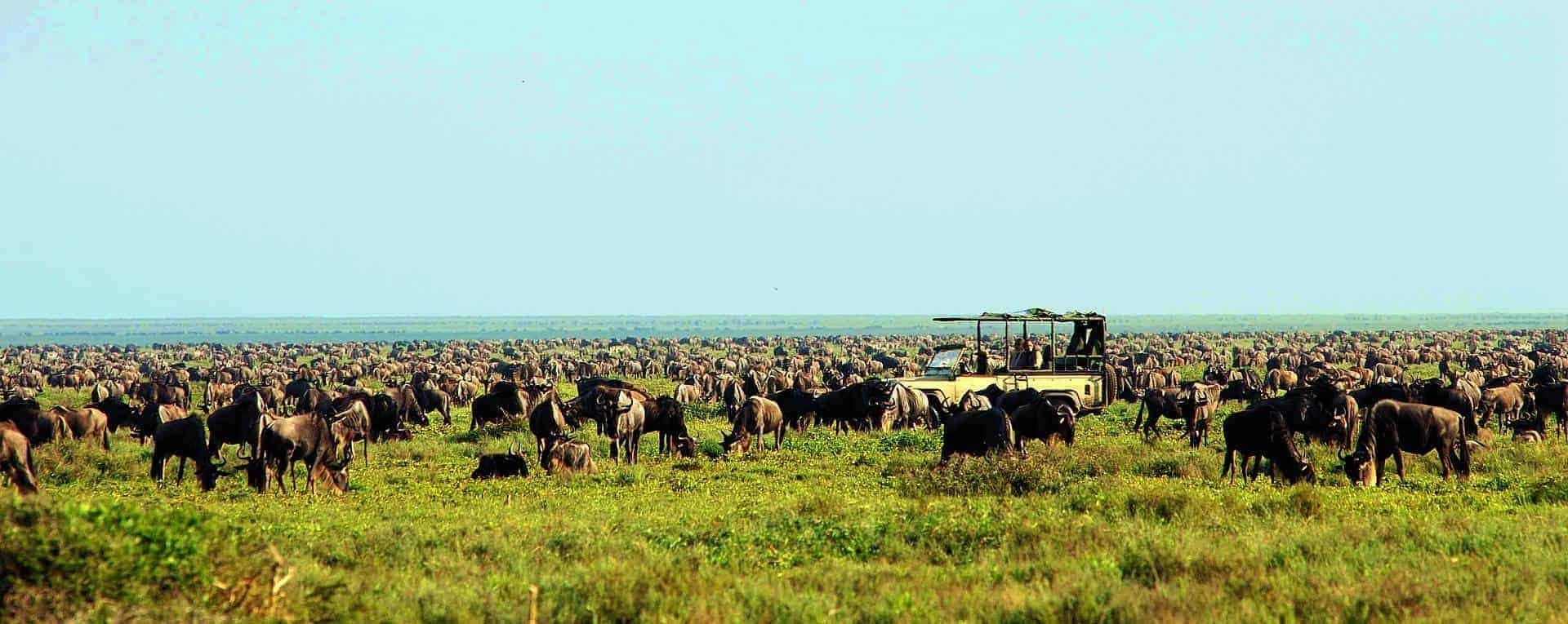 Open Serengeti grassland running unbroken to the horizon beneath a wide sky