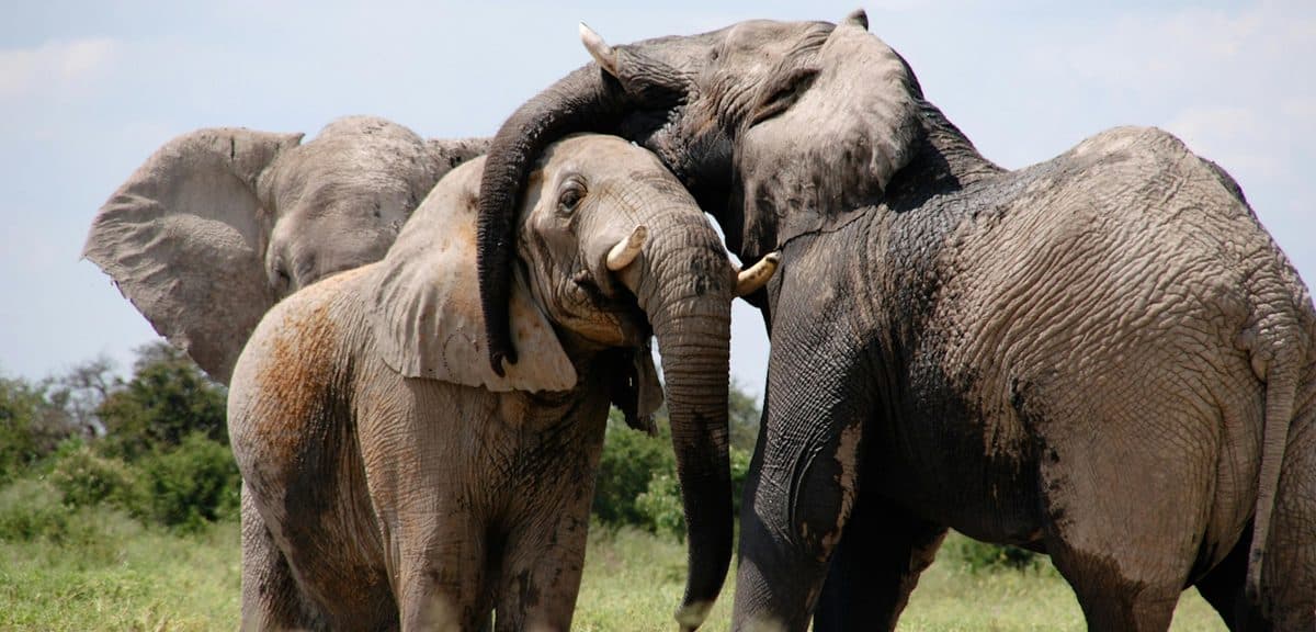 Elephants coated in the distinctive red dust of Tsavo