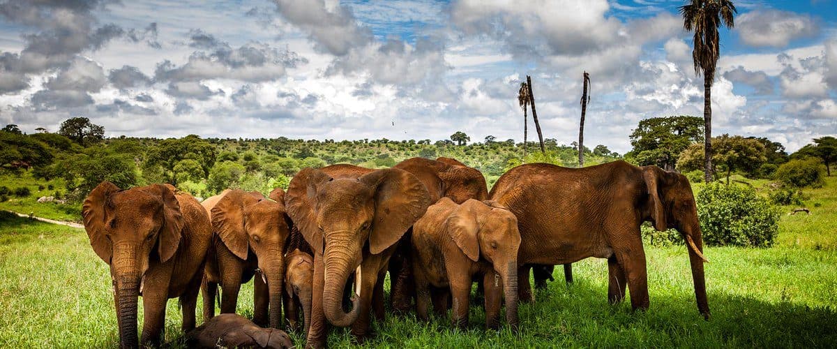 Elephants coated in the distinctive red dust of Tsavo