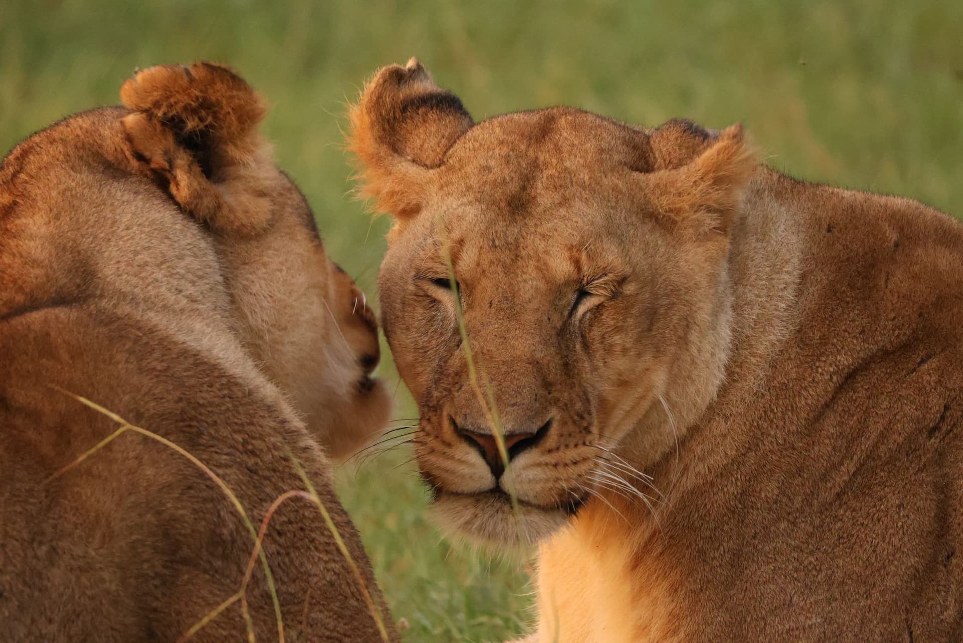 Lions resting in long golden grass