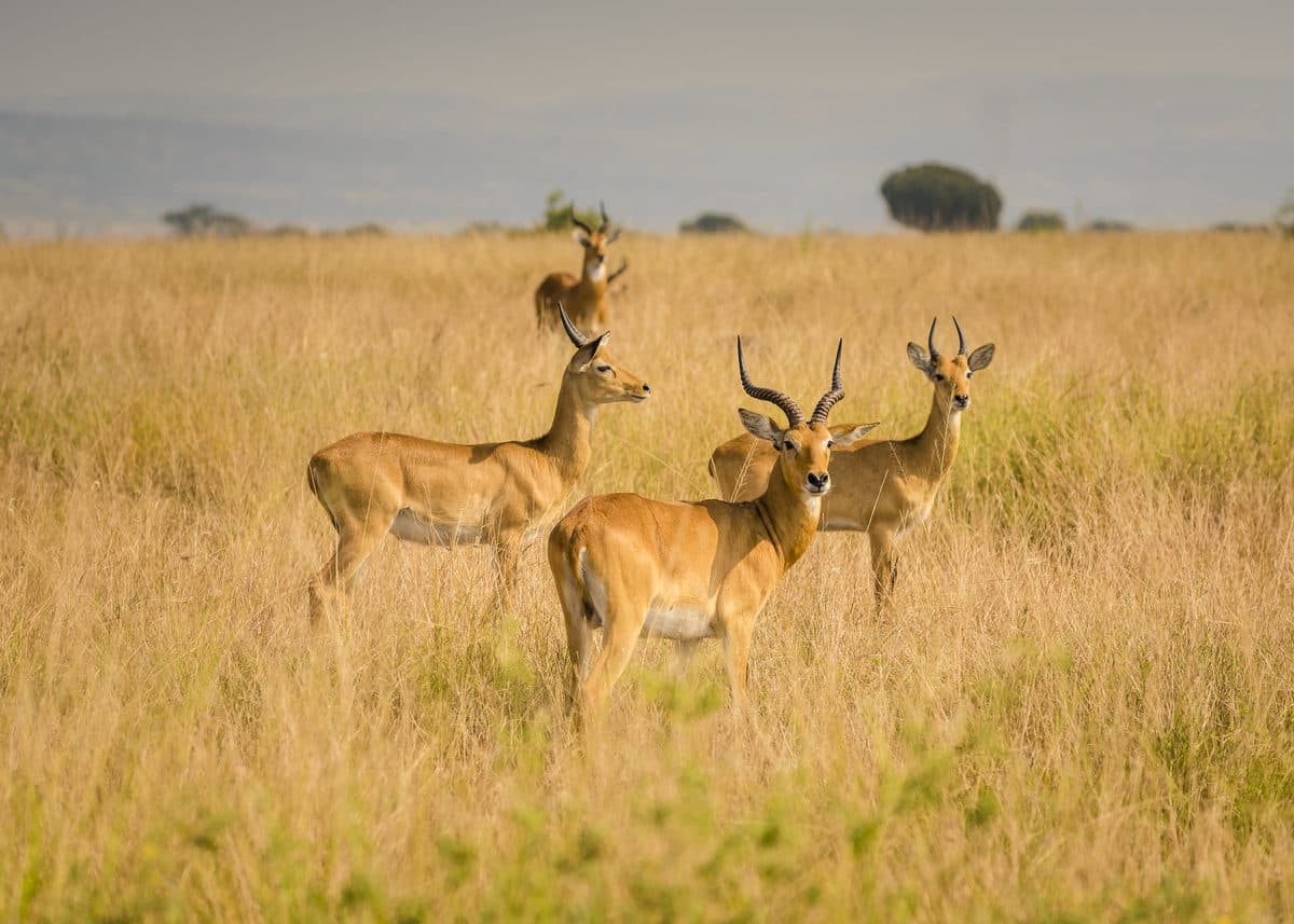 Impala and other antelope in open grassland