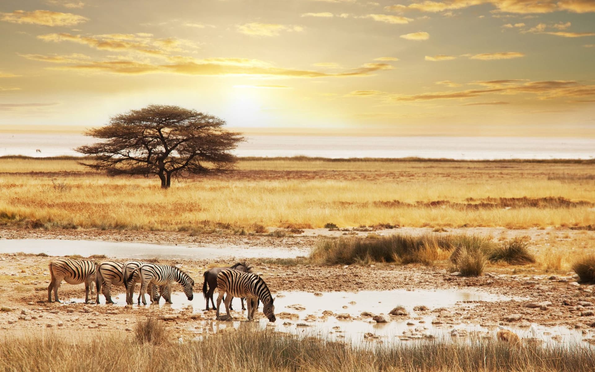 Open Serengeti grassland running unbroken to the horizon beneath a wide sky