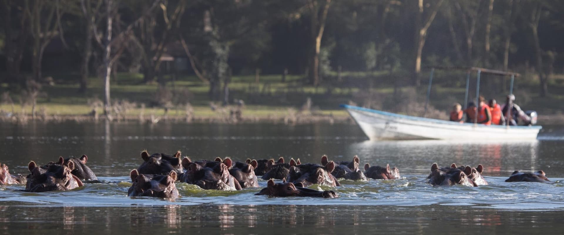A small boat on Lake Naivasha among hippos and waterbirds