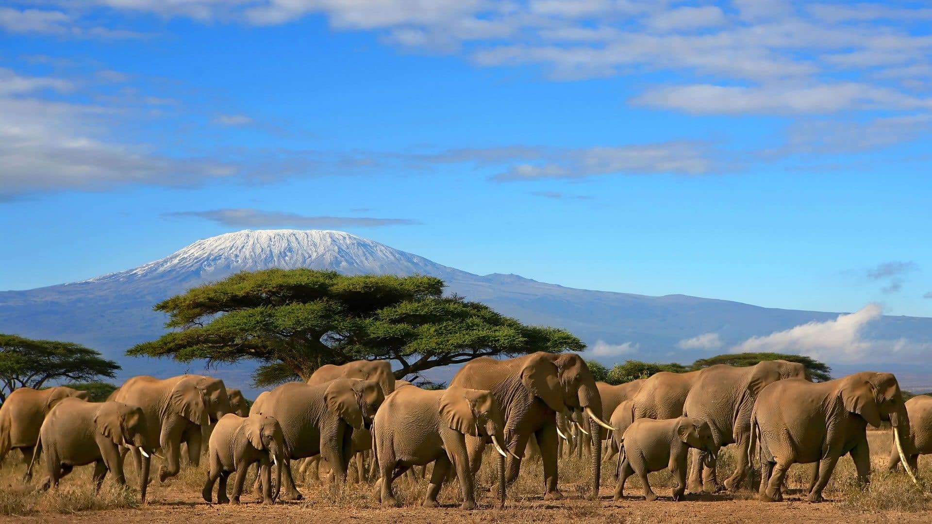 An elephant herd crossing open plains beneath the snow-capped peak of Mount Kilimanjaro