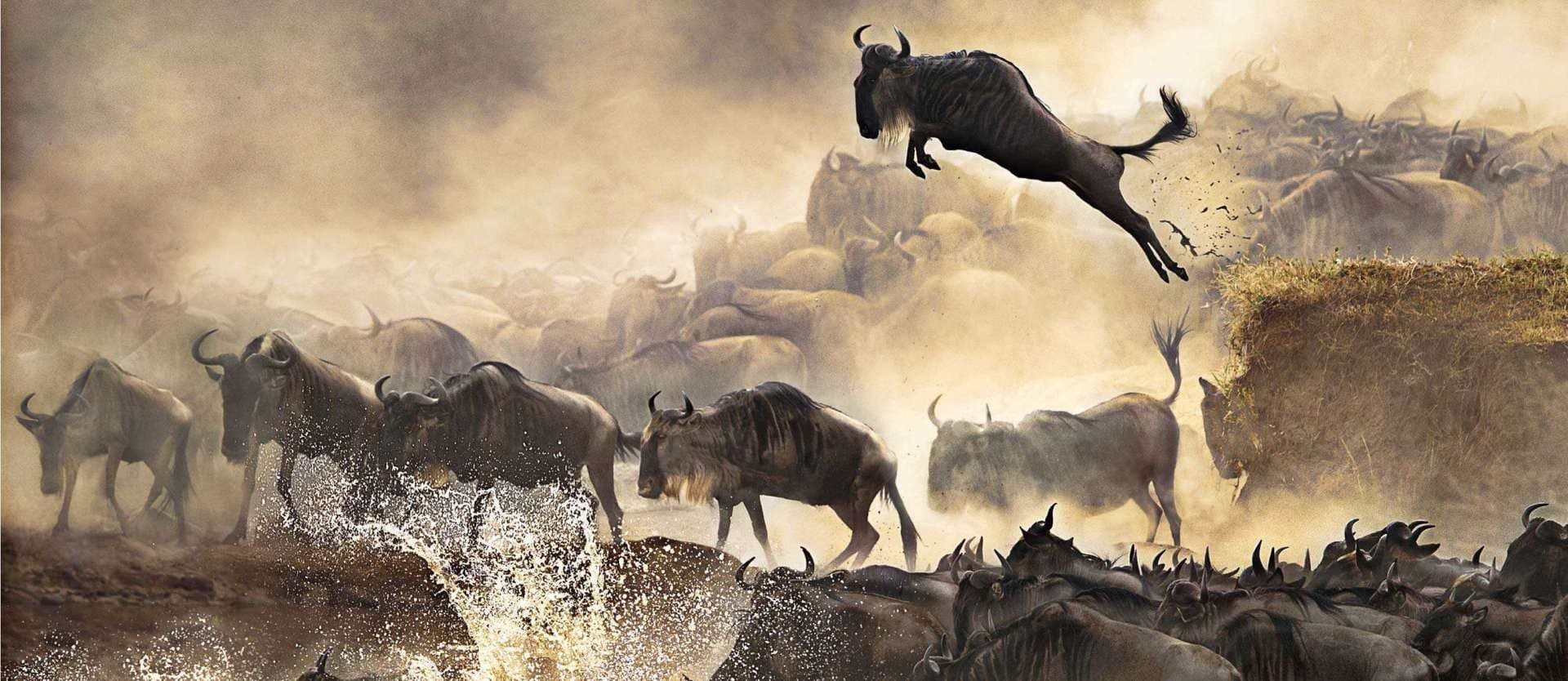 Wildebeest plunging down a riverbank and crossing the water during the Great Migration