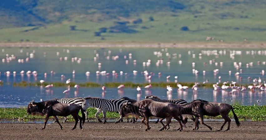 Flamingos wading in the shallows of a soda lake