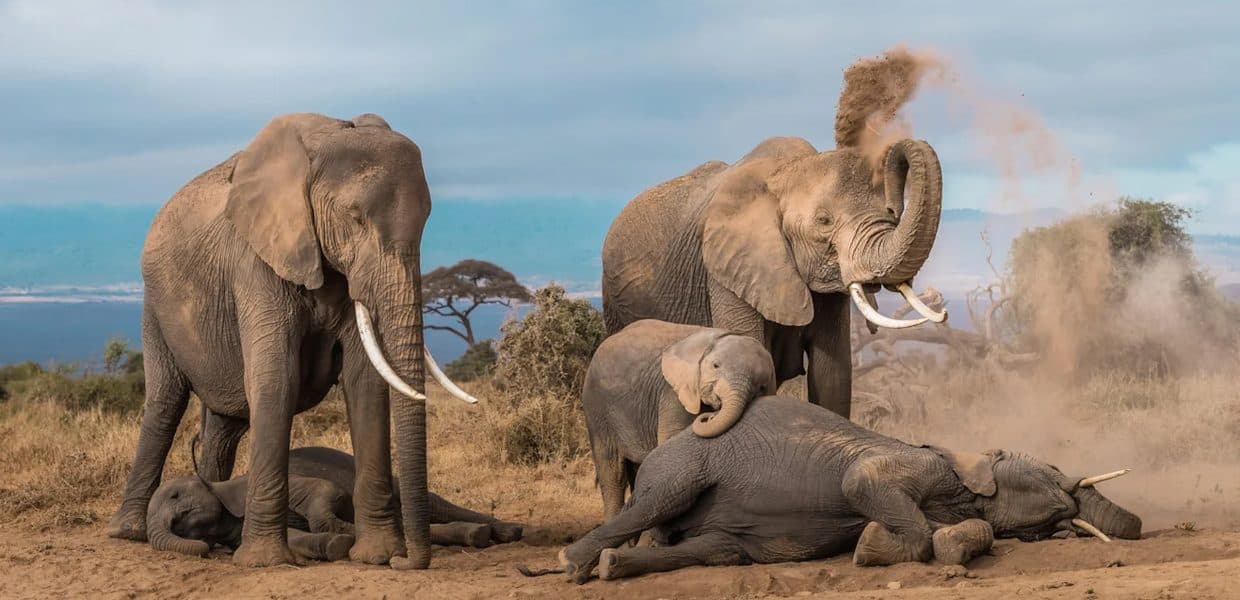 An elephant herd moving across open savannah