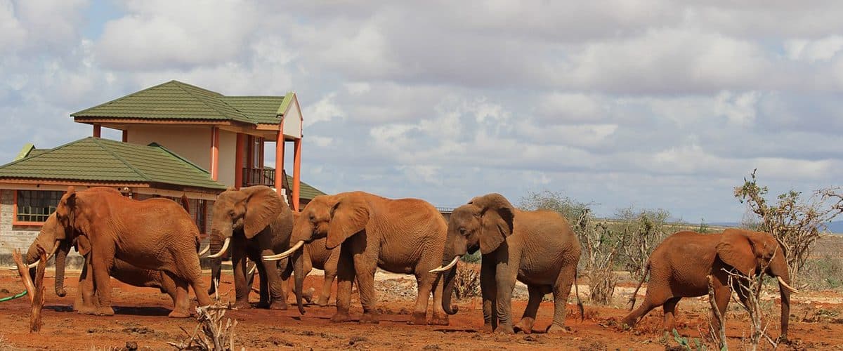 Elephants coated in the distinctive red dust of Tsavo