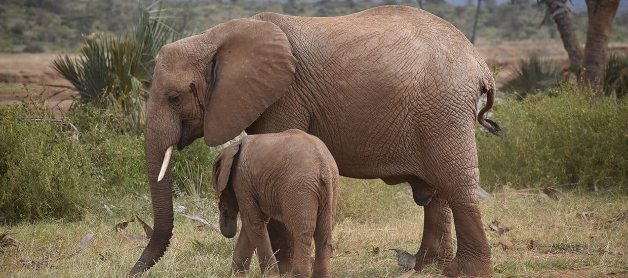 An elephant herd moving across open savannah