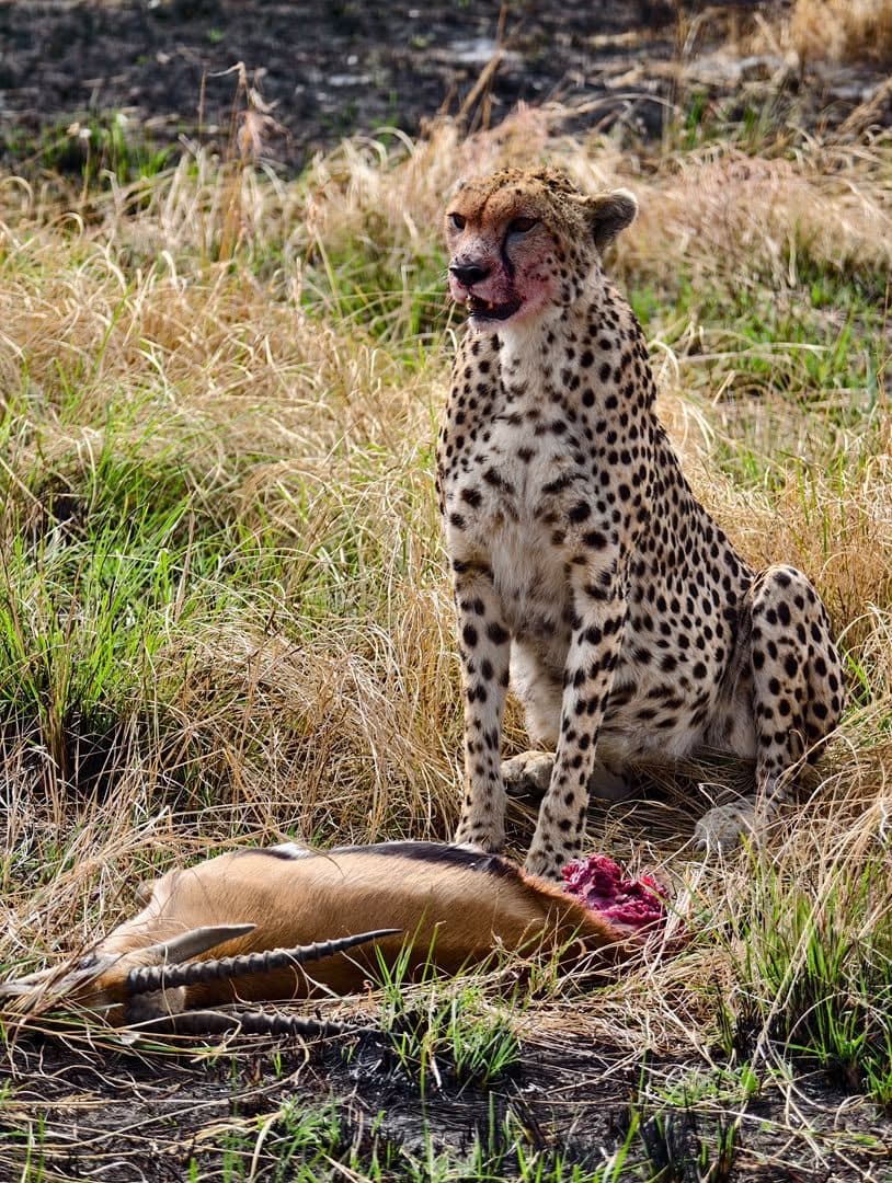 A cheetah watching the plains from raised ground