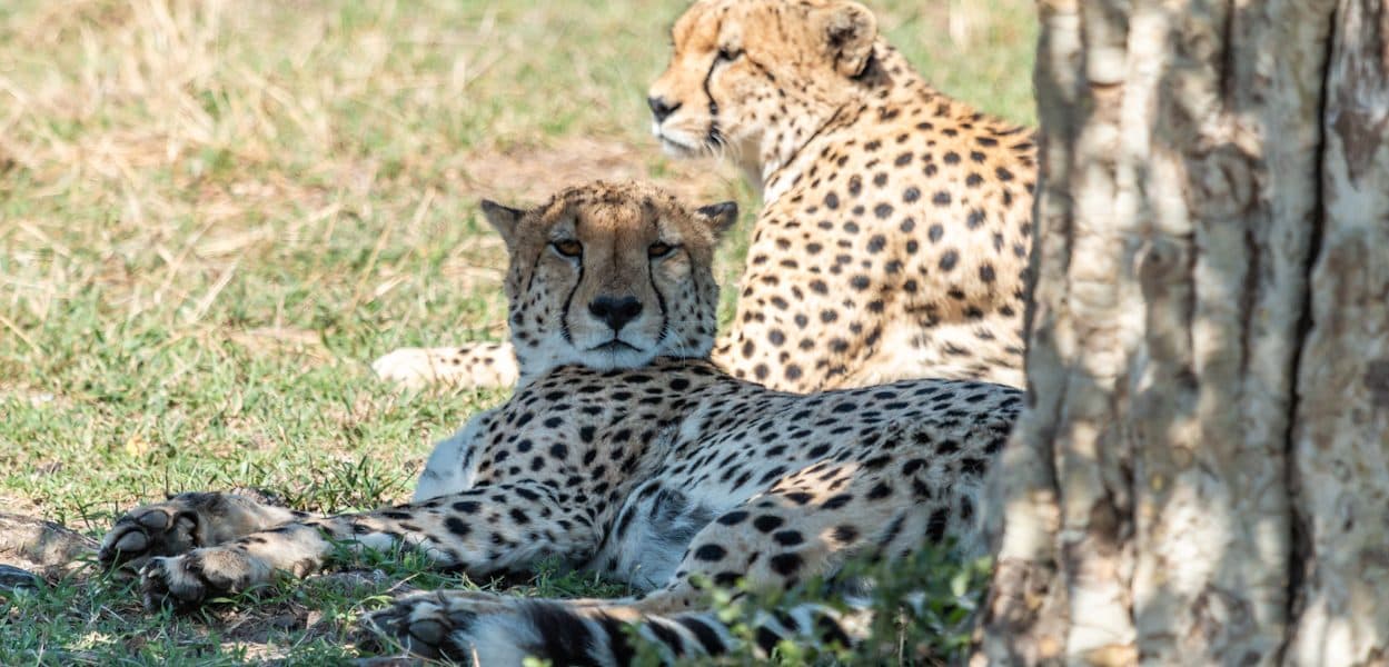 A cheetah watching the plains from raised ground
