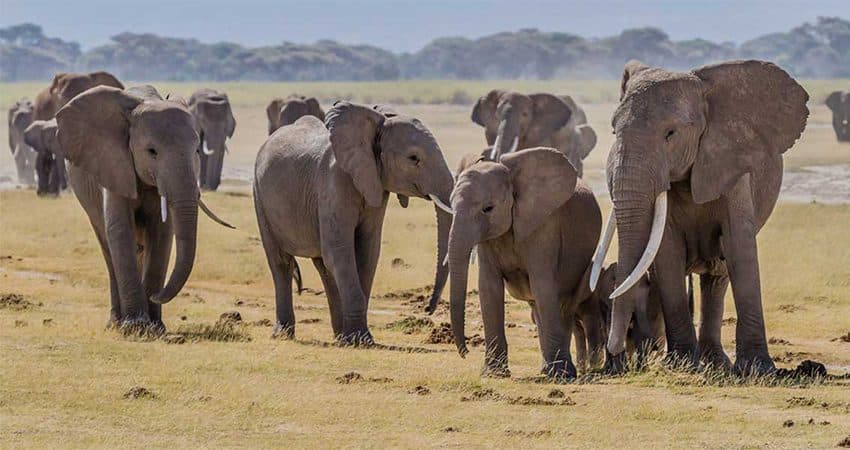 Wildlife spread across the dry open flats of Amboseli, with dust rising in the heat