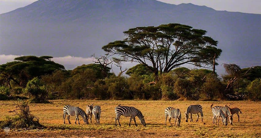 Wildlife spread across the dry open flats of Amboseli, with dust rising in the heat