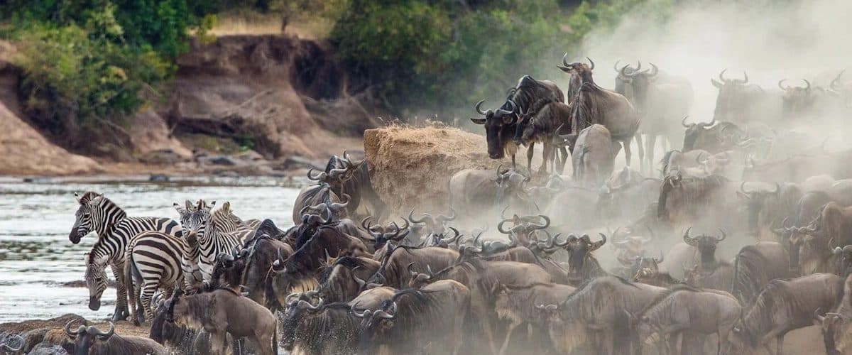 Vast herds of wildebeest and zebra spread across open grassland