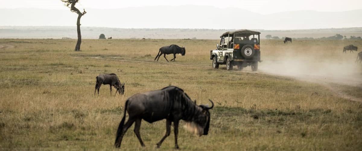 Vast herds of wildebeest and zebra spread across open grassland