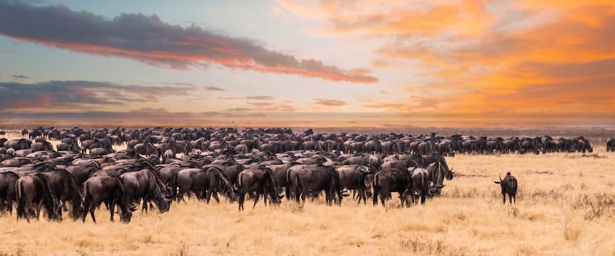 Vast herds of wildebeest and zebra spread across open grassland