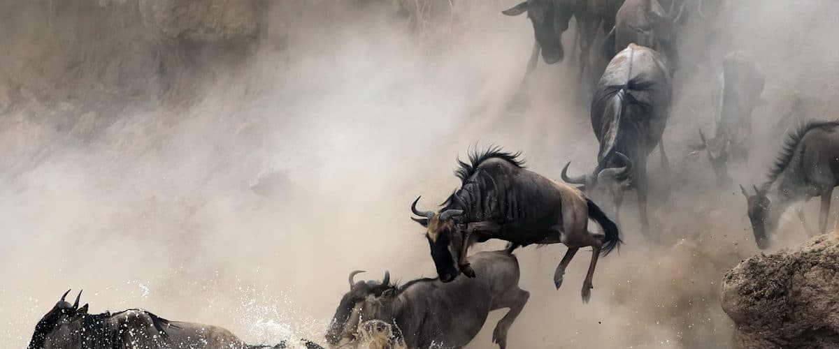 Vast herds of wildebeest and zebra spread across open grassland