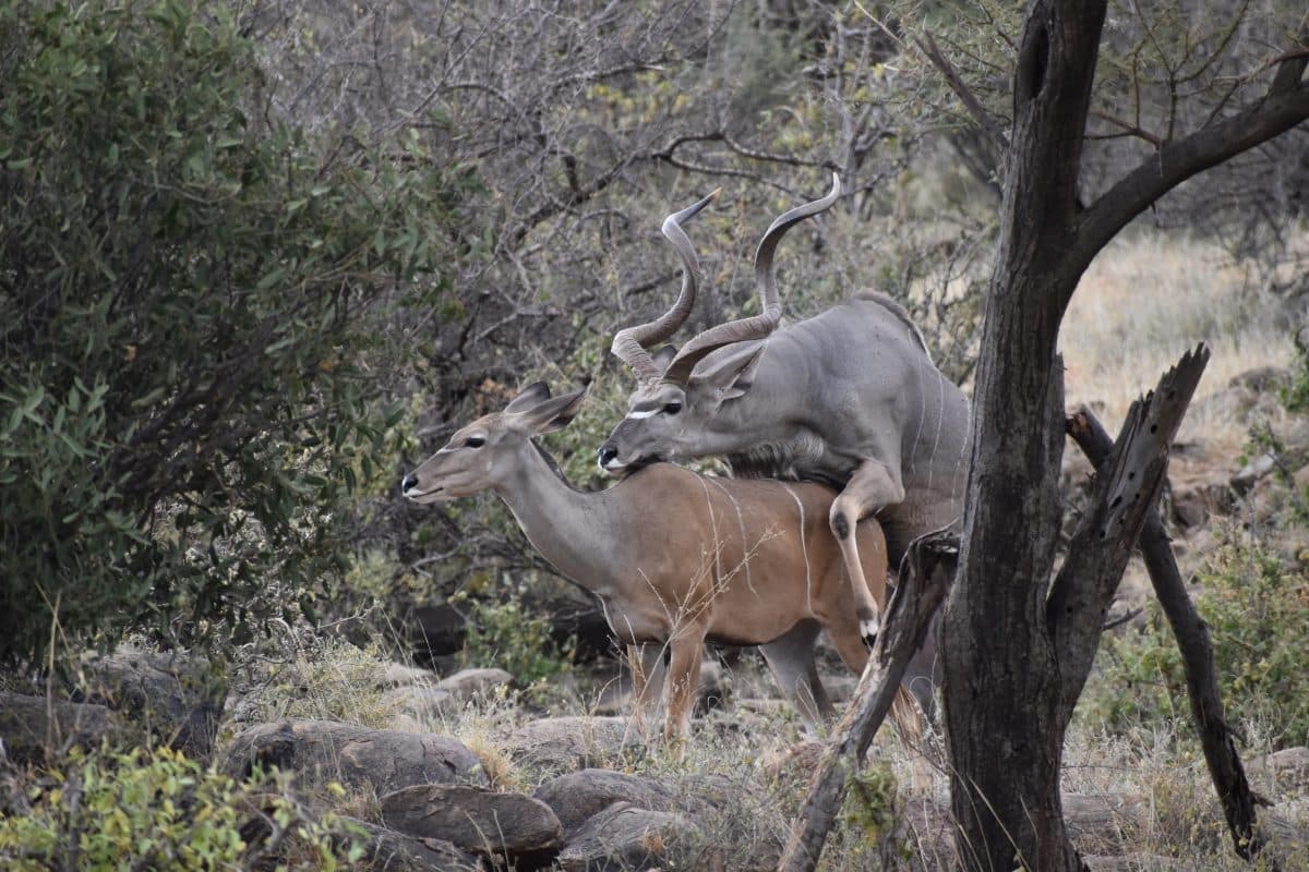 Impala and other antelope in open grassland