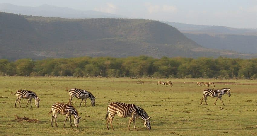 Zebras grazing on open grassland