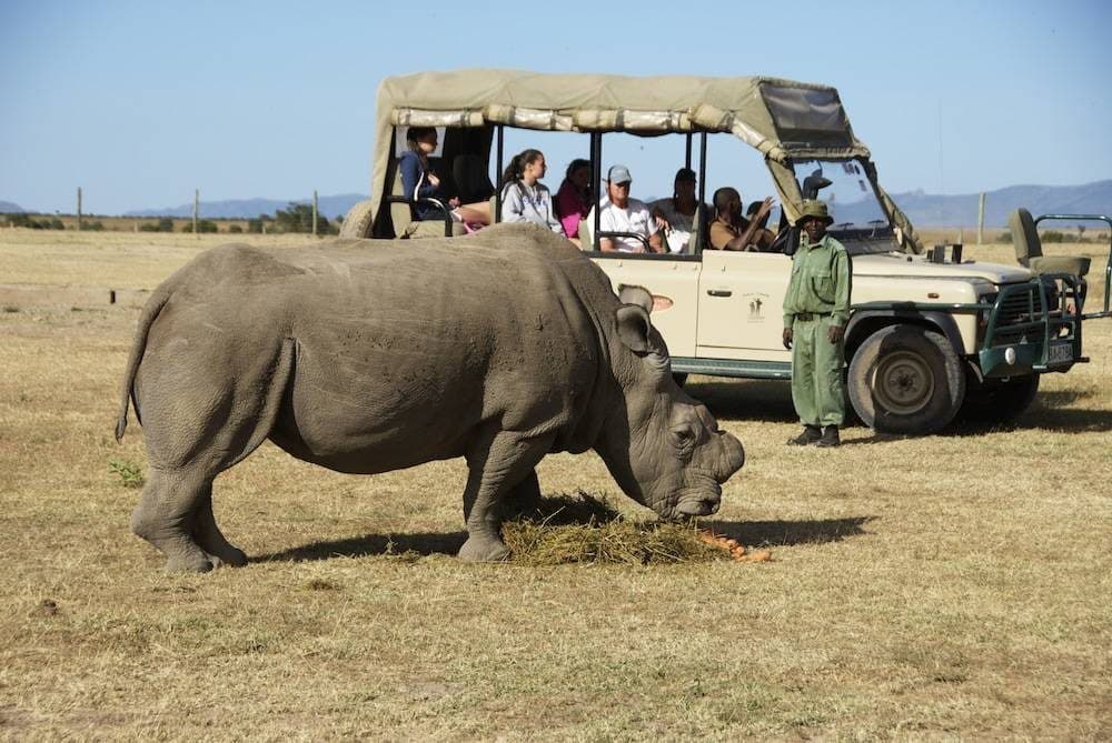 A rhino grazing in open grassland