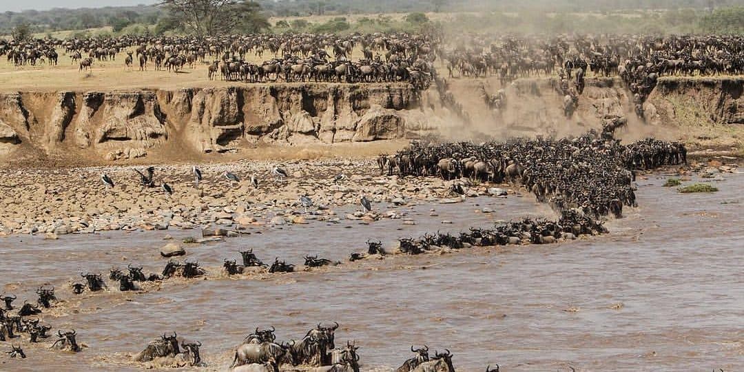 Wildebeest plunging down a riverbank and crossing the water during the Great Migration