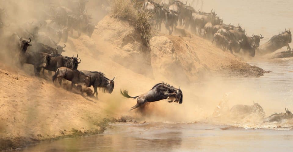 Wildebeest plunging down a riverbank and crossing the water during the Great Migration