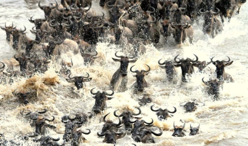 Wildebeest plunging down a riverbank and crossing the water during the Great Migration