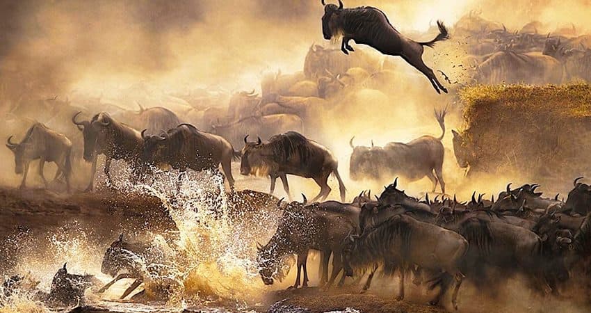Wildebeest plunging down a riverbank and crossing the water during the Great Migration