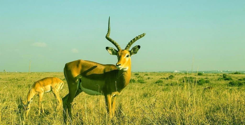 Impala and other antelope in open grassland