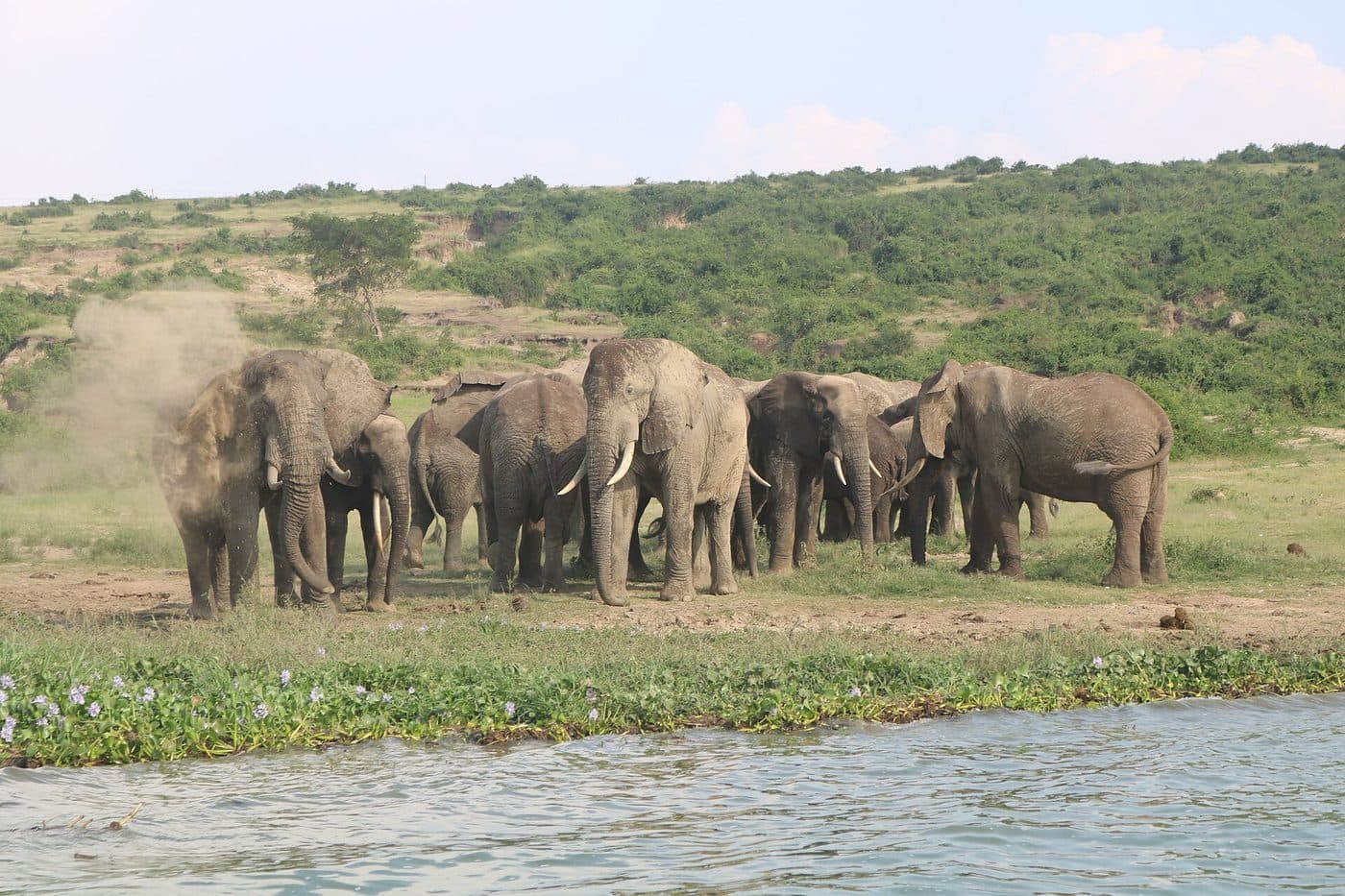 Elephants and buffalo gathered along the banks of the Kazinga Channel